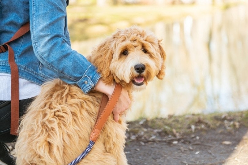 goldendoodle2