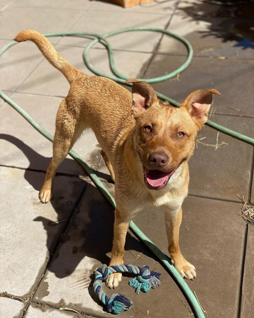 Golden Retriever Pitbull Mix – Lovable Rare Breed