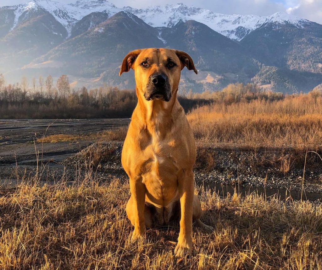 Golden Retriever Pitbull Mix – Lovable Rare Breed