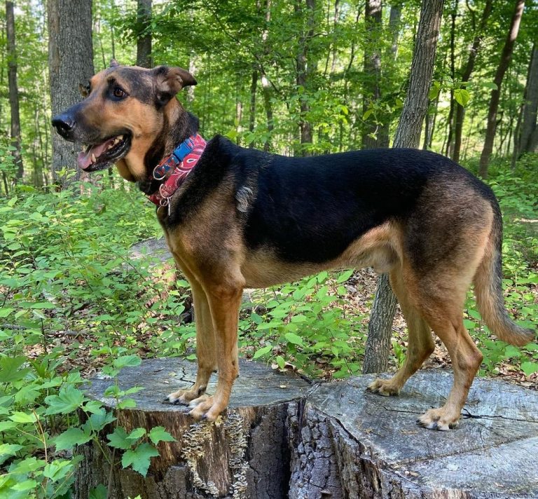 German Shepherd Doberman Mix – Even Better Guard Dog And Family Pet