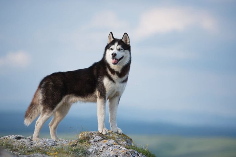 Shiba Inu Husky Mix – Wolf And Fox Coming Together