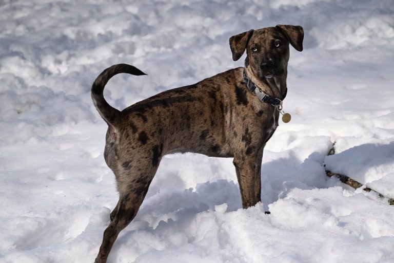 Catahoula Mix – Popular Mixes With Catahoula Leopard Dog