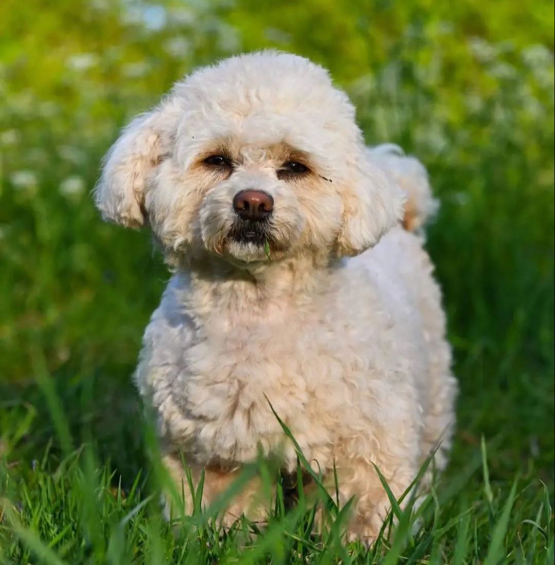 Havanese Poodle Mix: The Perfect Addition To Your Home