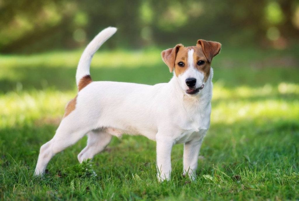 A Perfect Blend Of Energy And Affection: The Jack Russell Beagle Mix