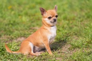 Why The Corgi Chihuahua Mix Is The Ultimate Companion Dog