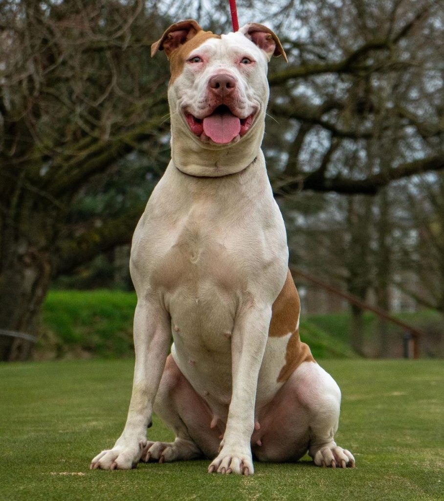 Beyond The Stereotype: American Bully Pitbull Mix As A Family Pet