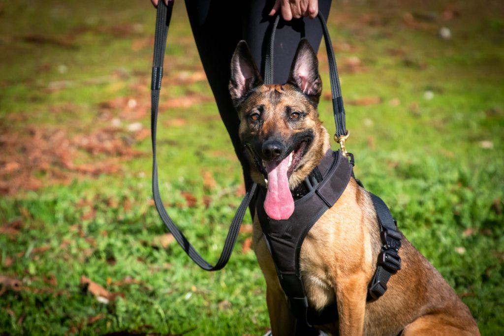 How To Train A Belgian Malinois? One Of The Smartest Dogs Around