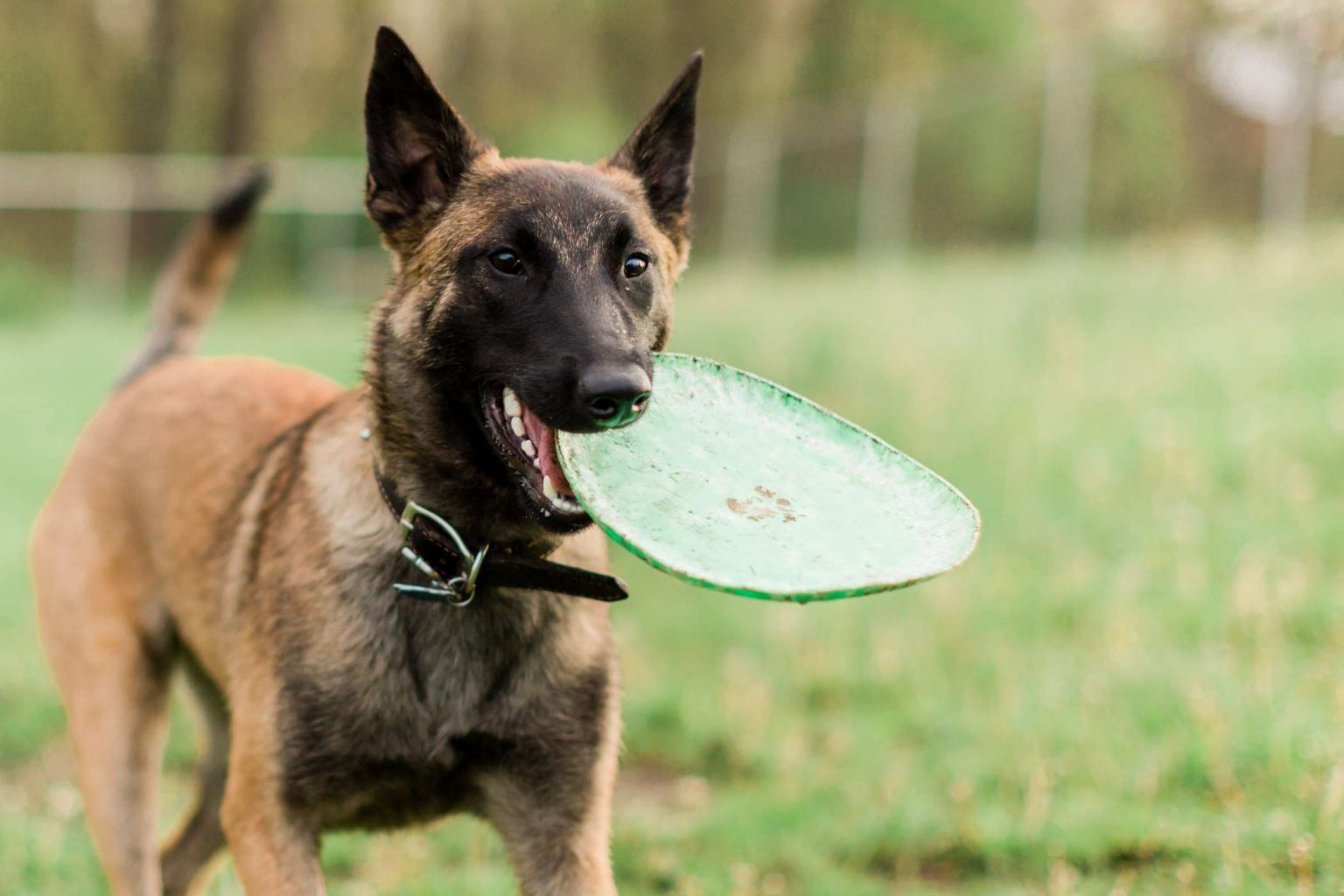 How To Train A Belgian Malinois? One Of The Smartest Dogs Around