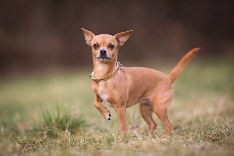 Chihuahua Boxer Mix: A Lively And Affectionate Breed For Families