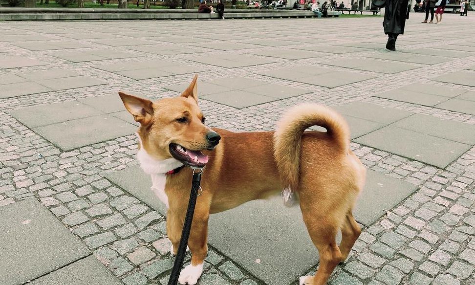 Akita Corgi Mix – An Adorable And Unique Hybrid Dog