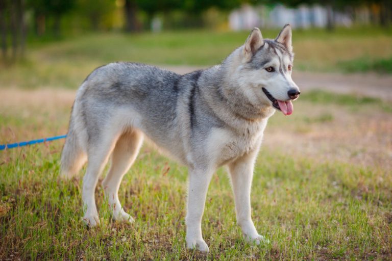 Rottweiler Husky Mix – Meet One Of The Rarest Husky Mixes