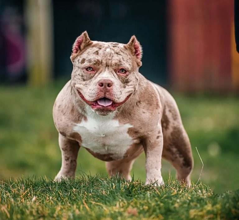 Micro Bully – The Exotic Bully Dog For Small Spaces