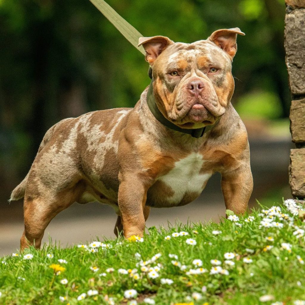 Micro Bully The Exotic Bully Dog For Small Spaces