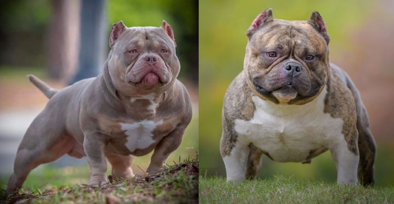 Micro Bully – The Exotic Bully Dog For Small Spaces