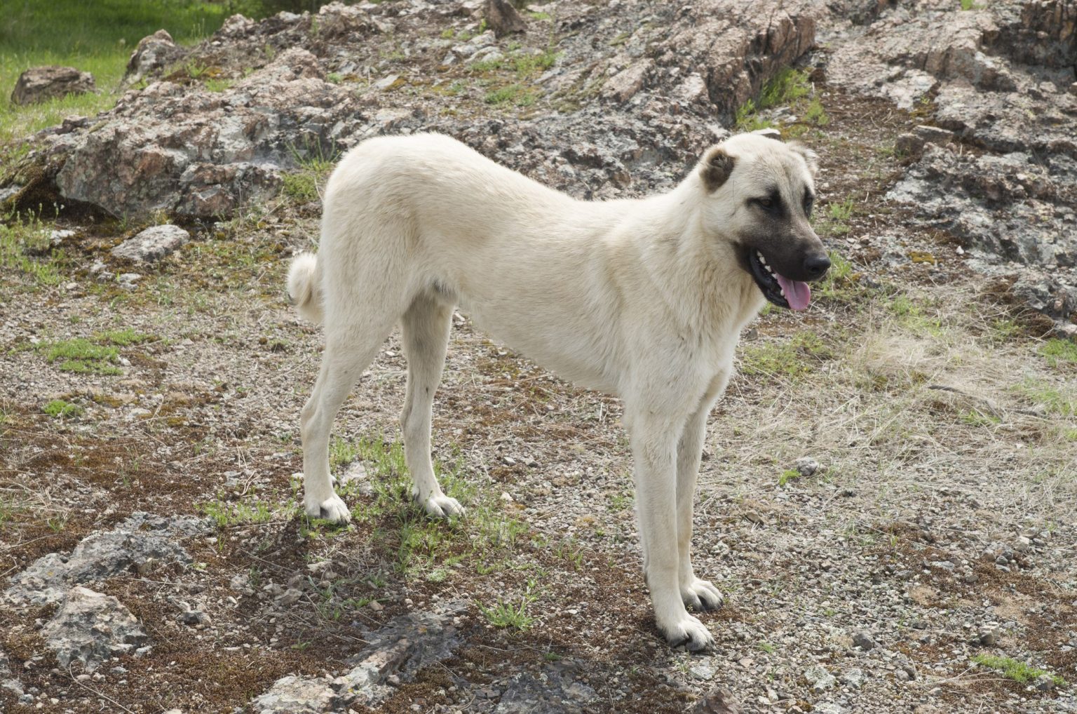 Are Kangal Dogs Dangerous? Can You Have One As A Pet?