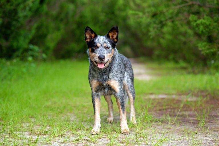 Do Blue Heelers Bark A Lot? All Your Questions Answered