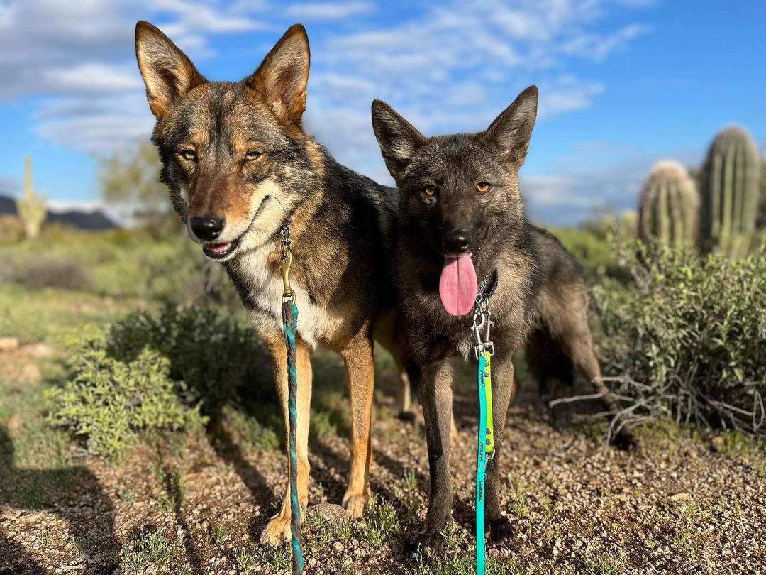 Coyote Dog Mix – Your Ultimate Guide To A Wildlife Companion