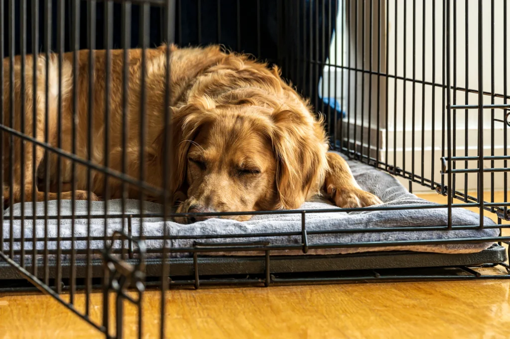 How To Crate Train A Rescue Dog? Biggest Challenges And Solutions