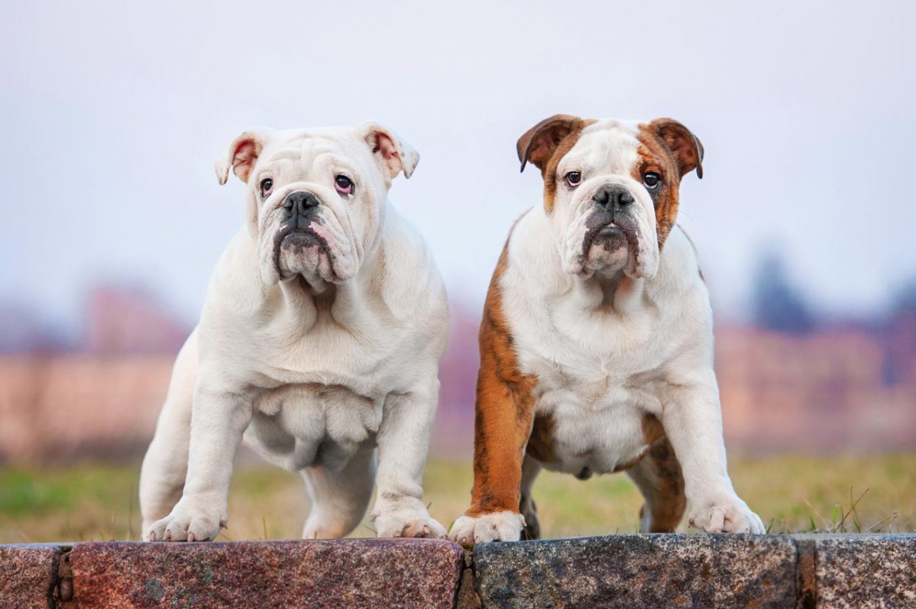 Do English Bulldogs Shed? What Can You Do?