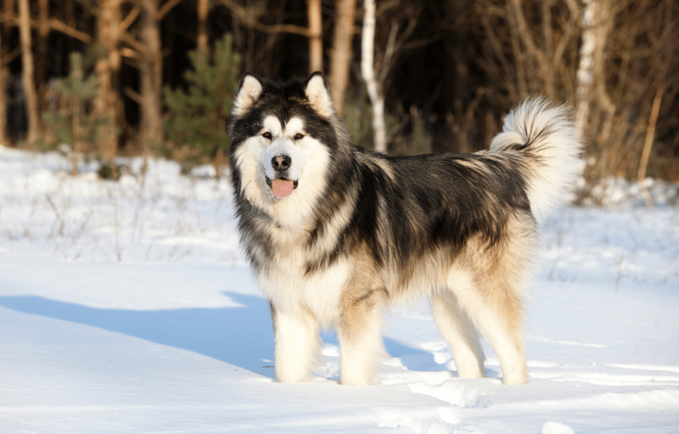 How Big Are Alaskan Malamutes? Size Of The Big Husky Brother