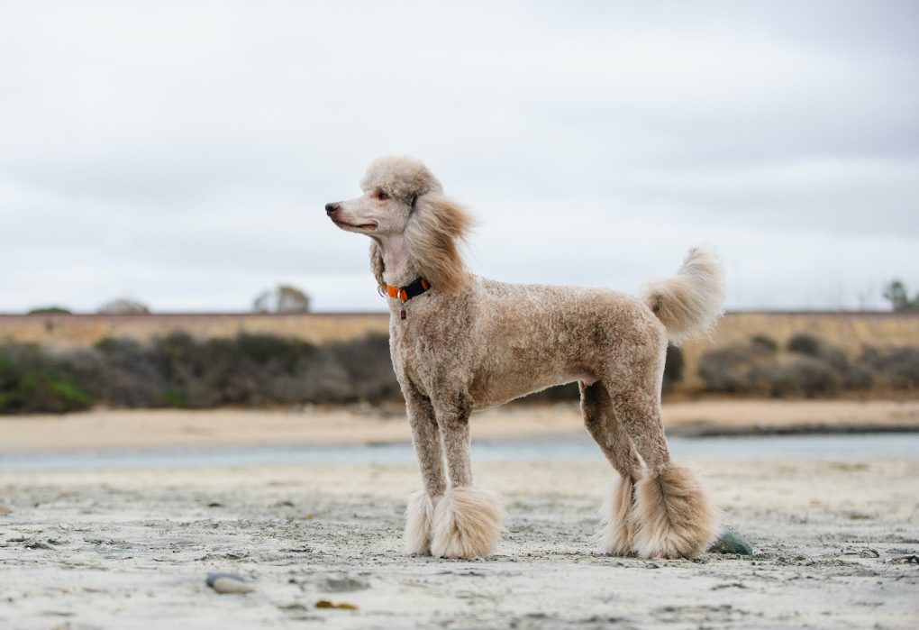 What Were Poodles Bred For? Looking At Breed History Then And Now