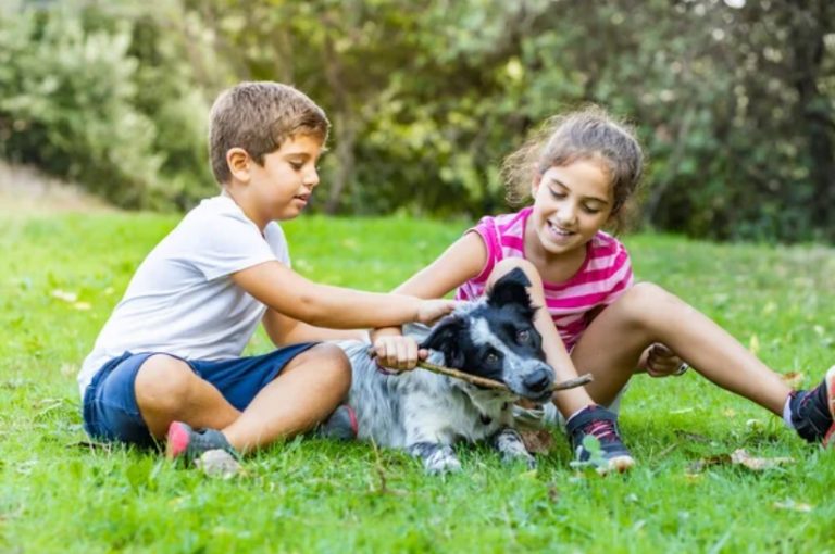 Are Border Collies Good With Kids? How To Get A Good Family Pet?