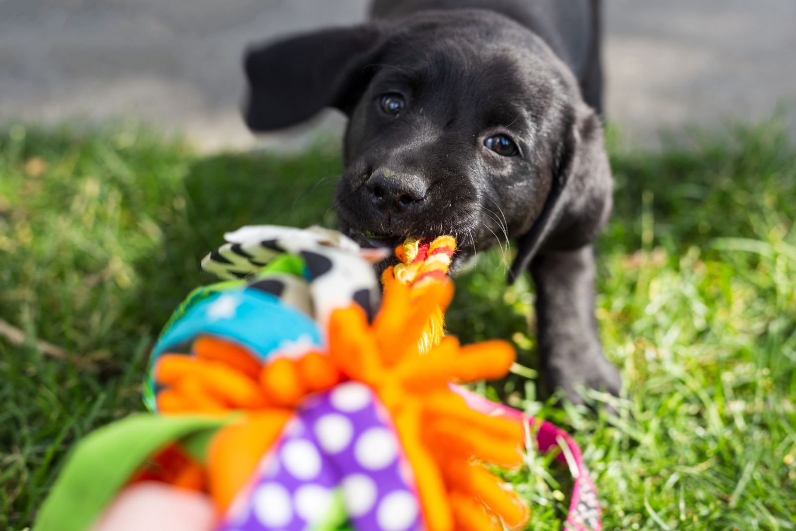 how-to-reuse-old-items-into-amazing-dog-toys