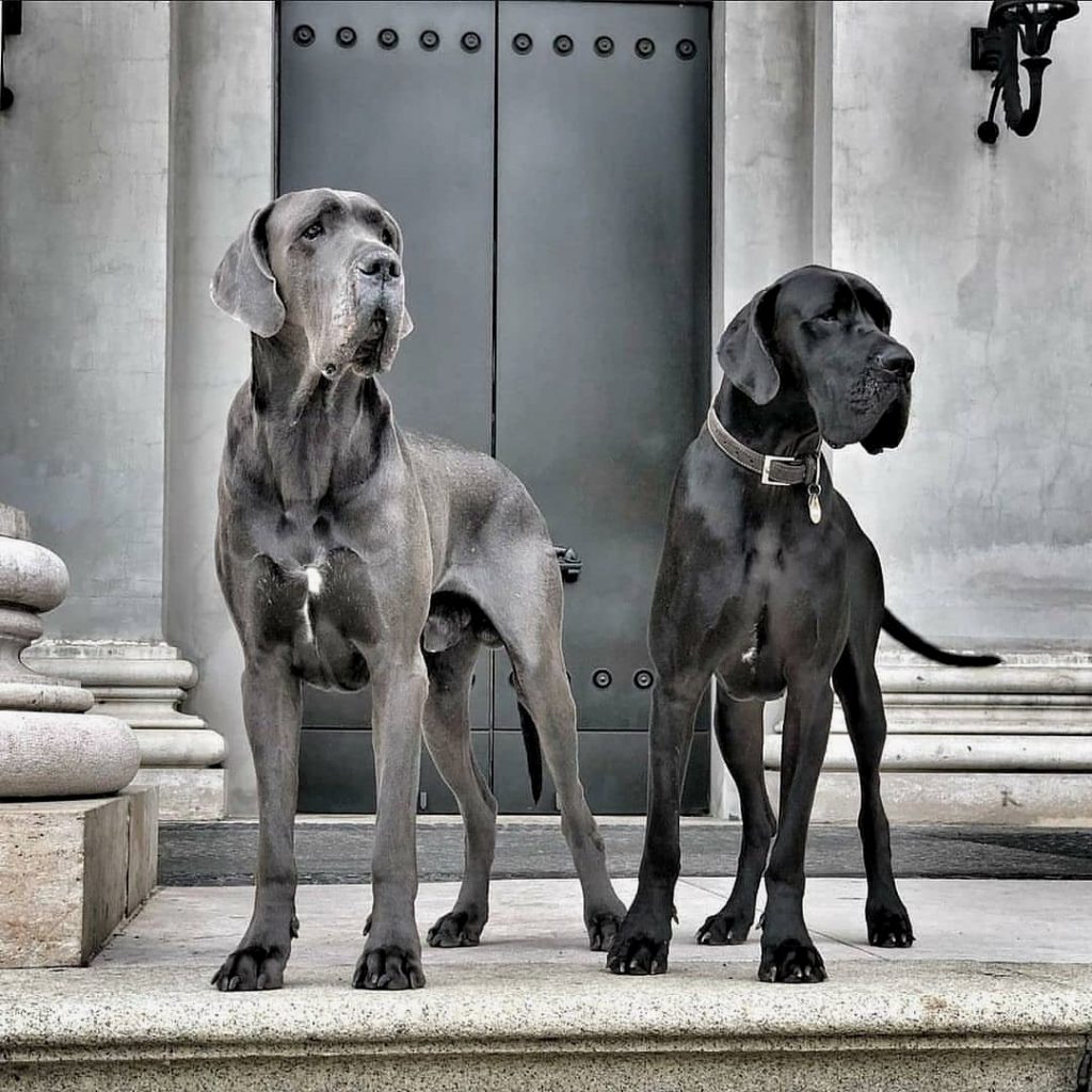 What Were Great Danes Bred For? Understanding Your Dog’s Purpose