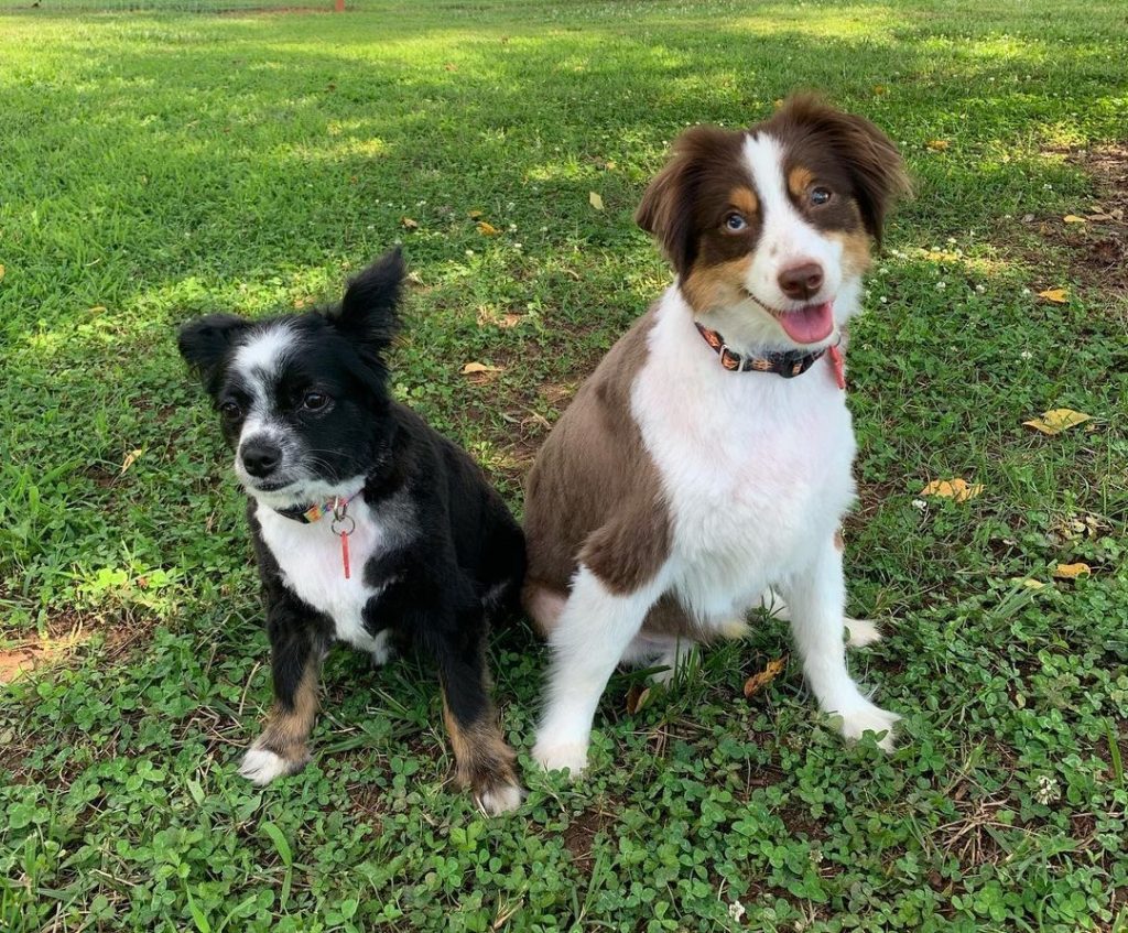 Toy Australian Shepherd – How Big Do These Puppies Get?