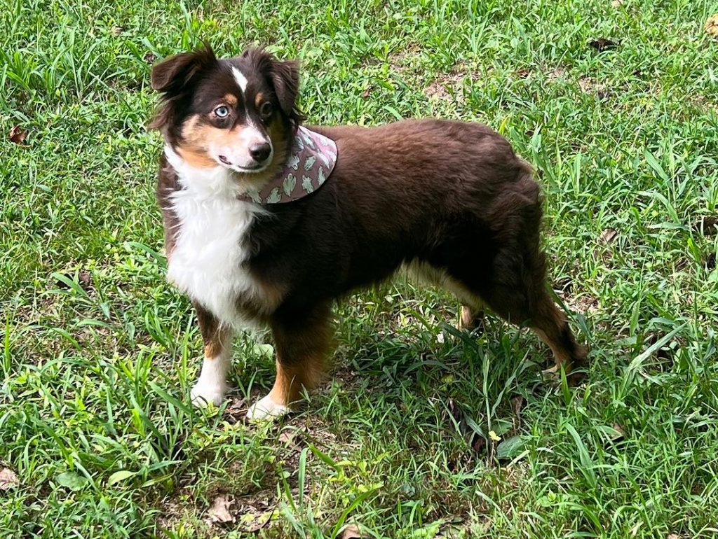 Toy Australian Shepherd – How Big Do These Puppies Get?