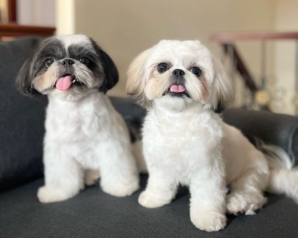 Shih Tzus6