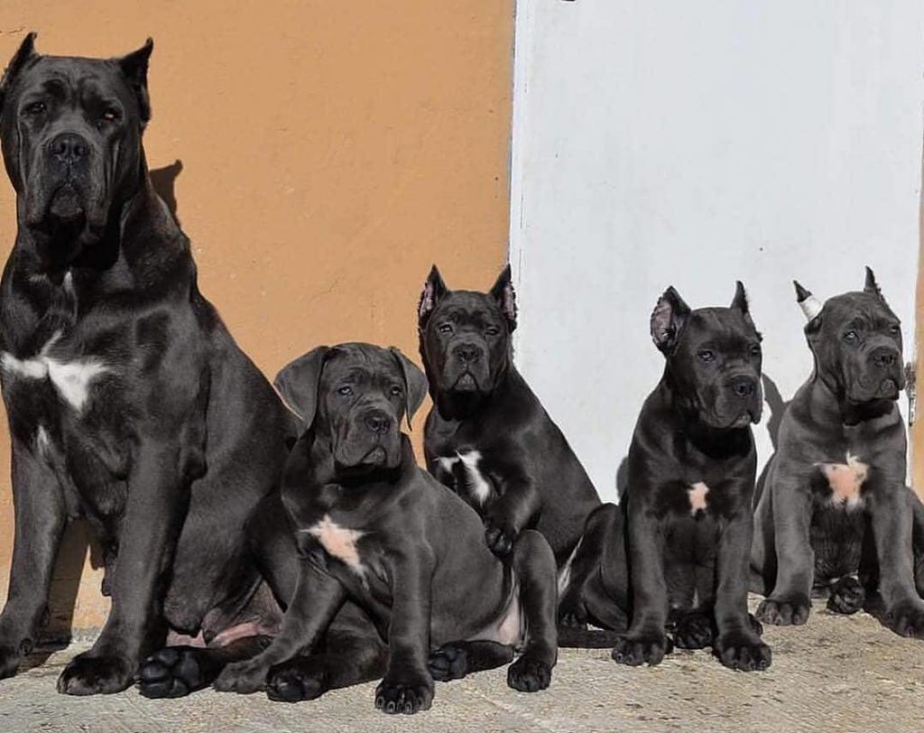 do-cane-corso-shed