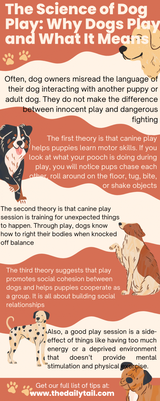 The Science Of Dog Play: Why Dogs Play And What It Means