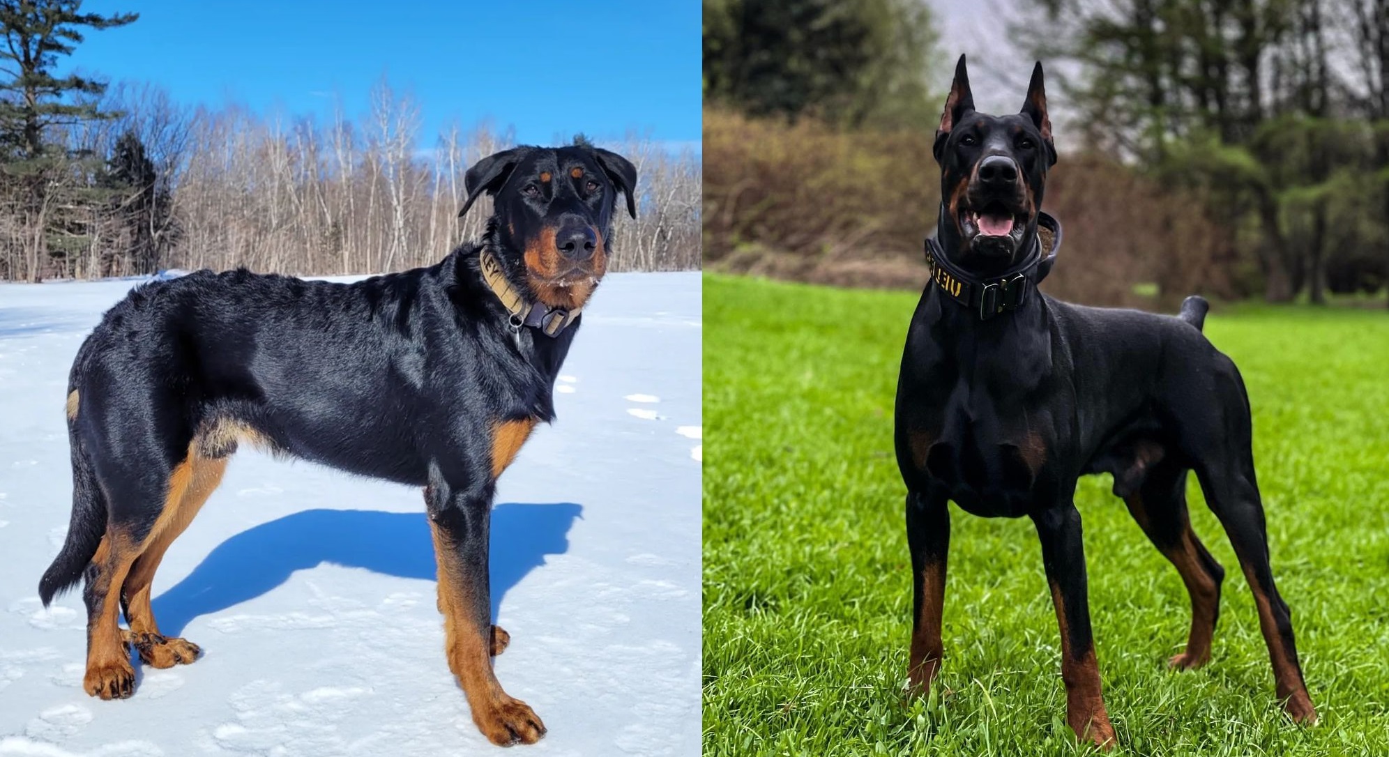 Beauceron Vs Doberman: A Comprehensive Guide To Two Powerful Breeds