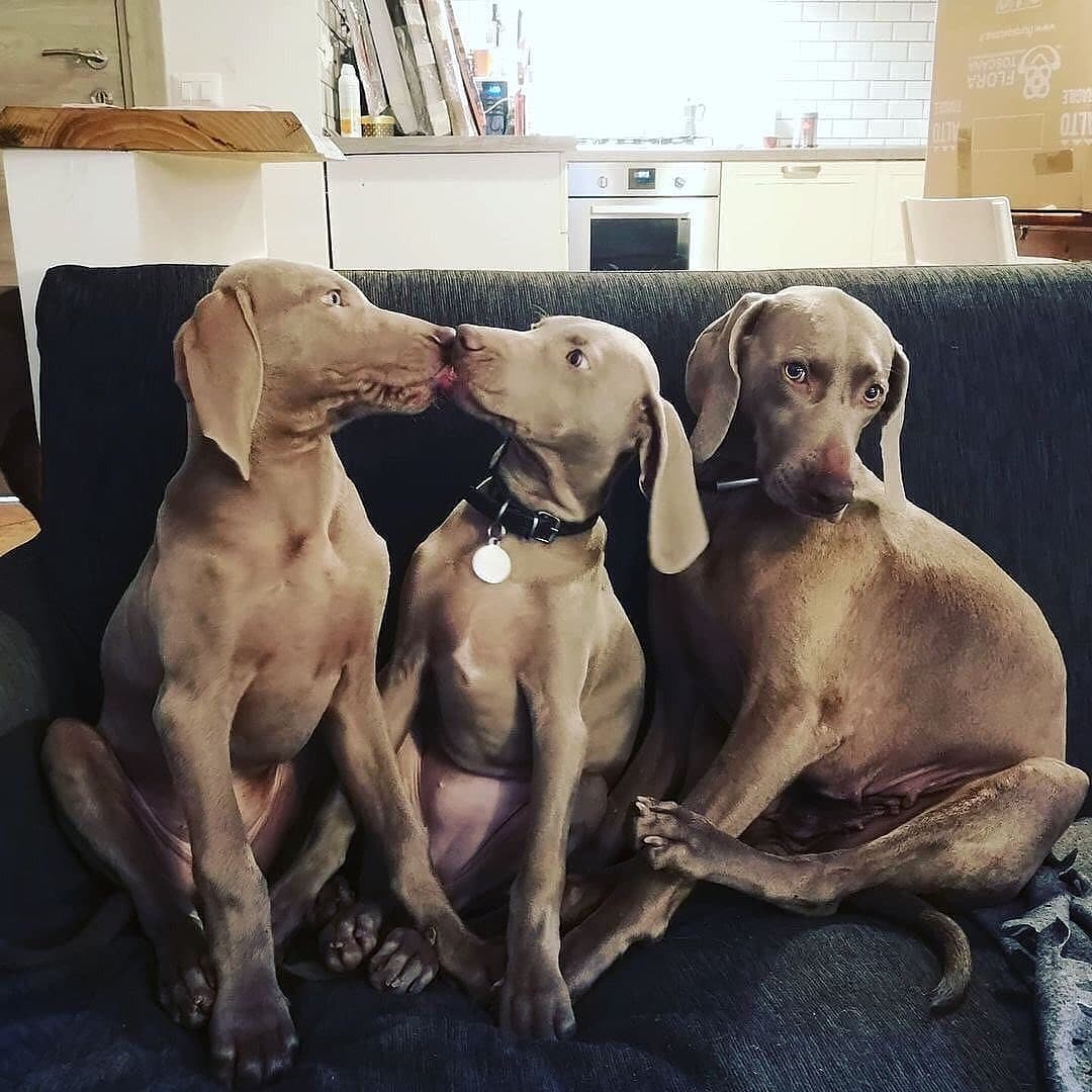 Weimaraner2