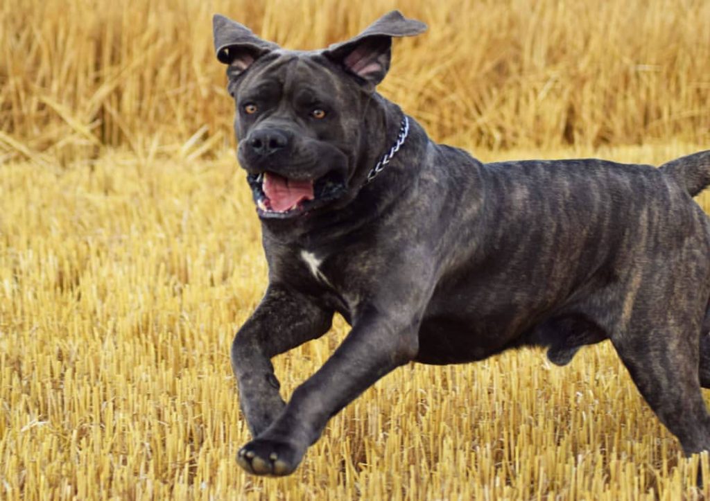 cane corso fas1t