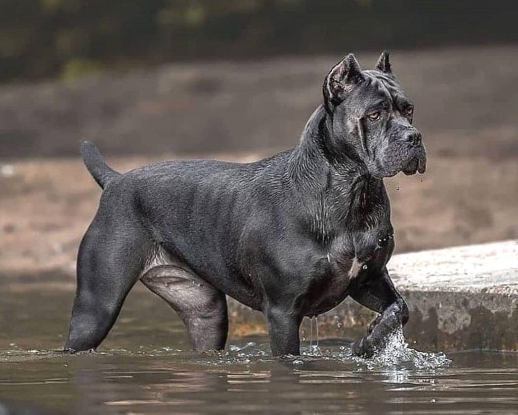 cane corso period2 e1702854731475