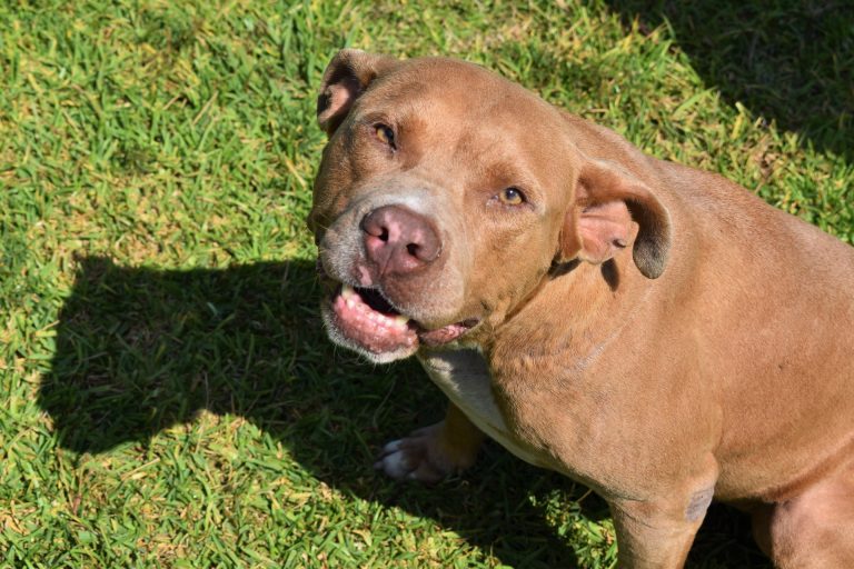 Coonhound Pitbull Mix: Understanding This Unique Hybrid Breed