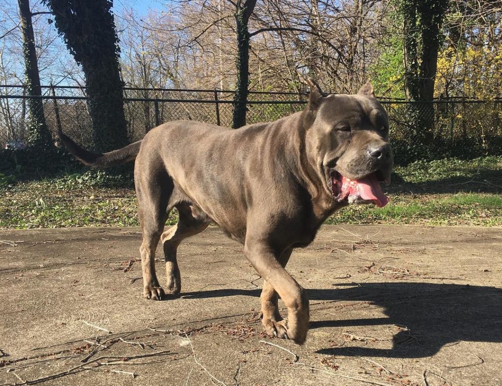 tri color cane corso