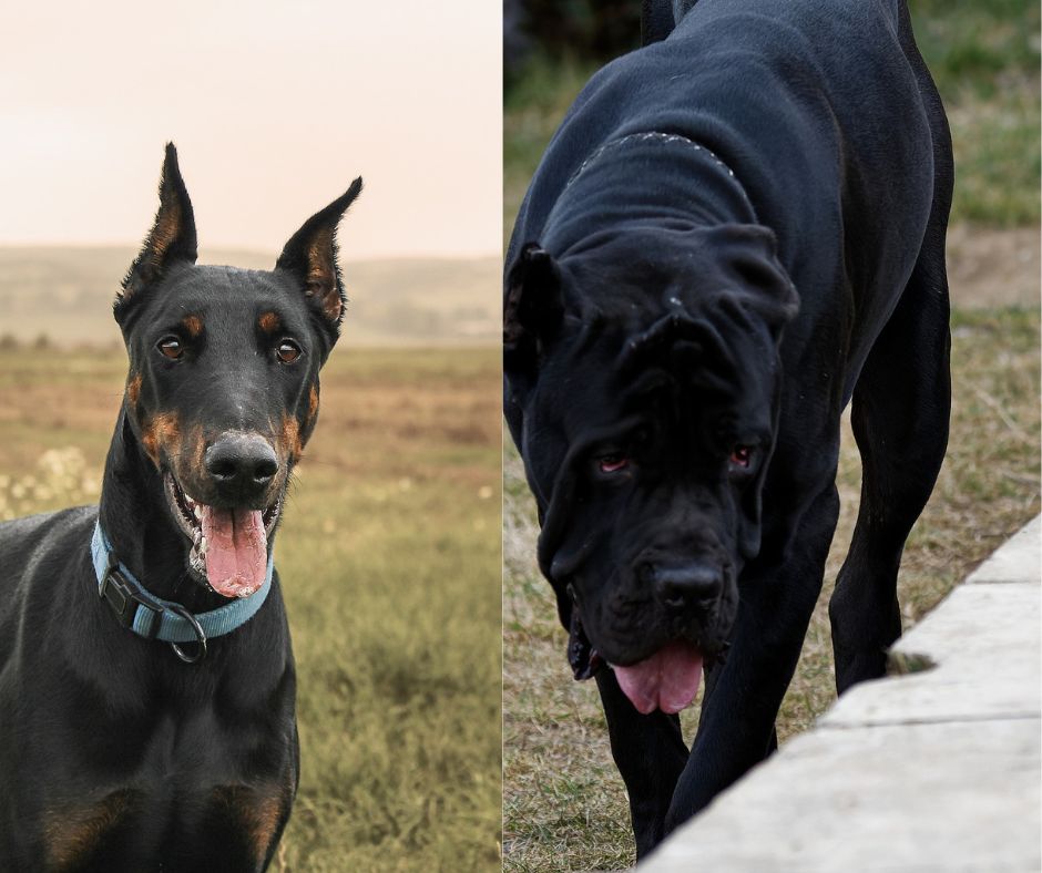 cane corso vs doberman