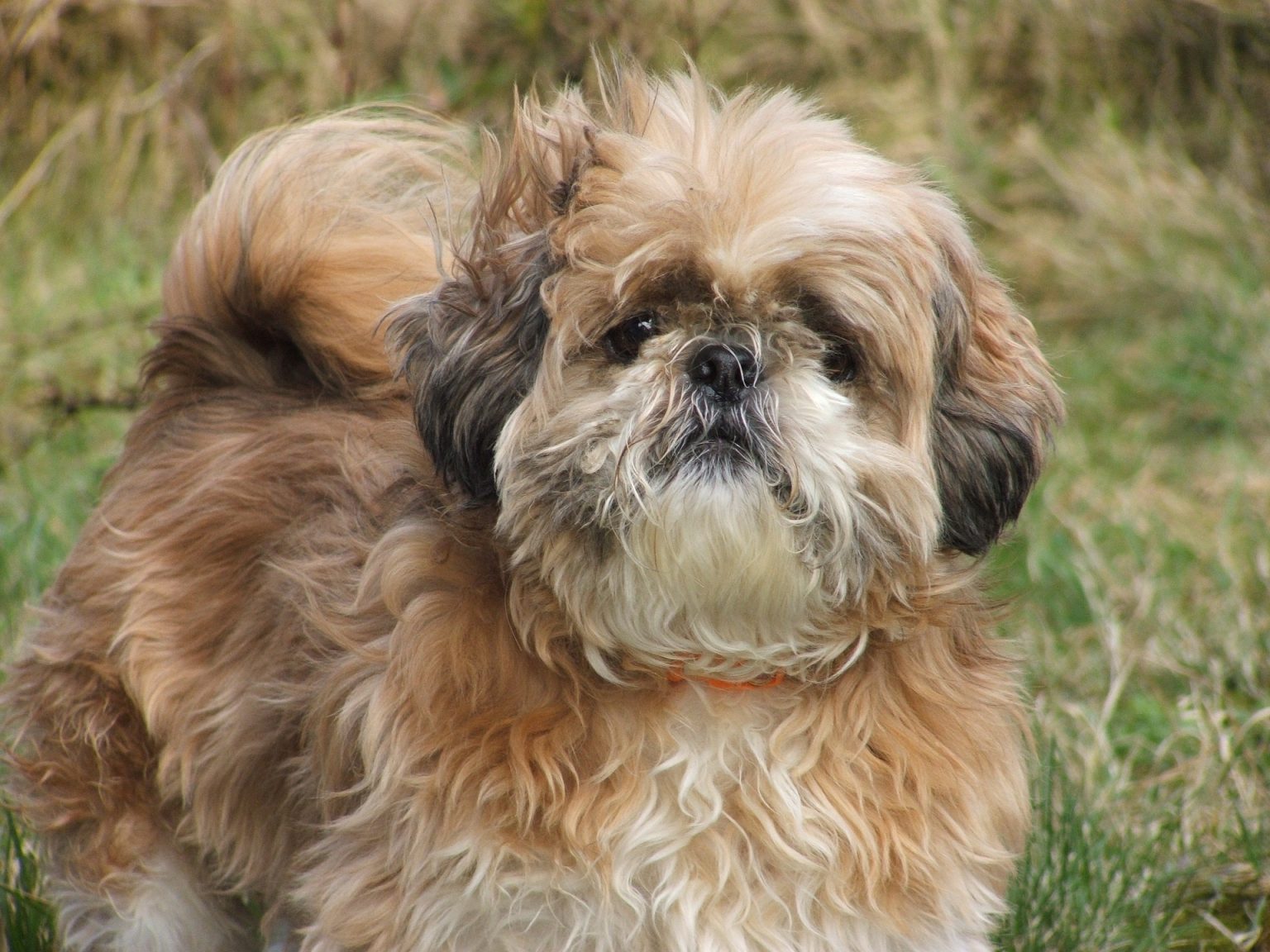 Pekingese Vs Shih Tzu: Choosing Your Chinese Lap Dog