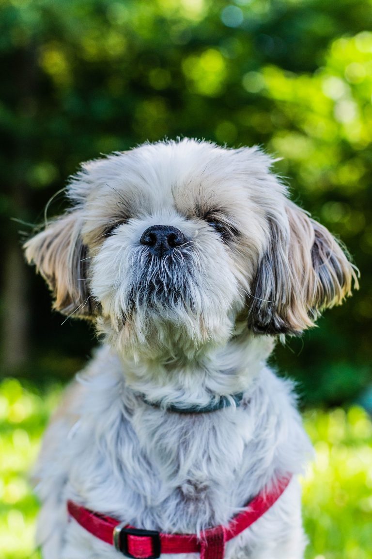 Pekingese Vs Shih Tzu: Choosing Your Chinese Lap Dog