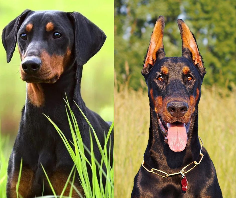 German Pinscher Vs Doberman Comparing Two Distinct Breeds