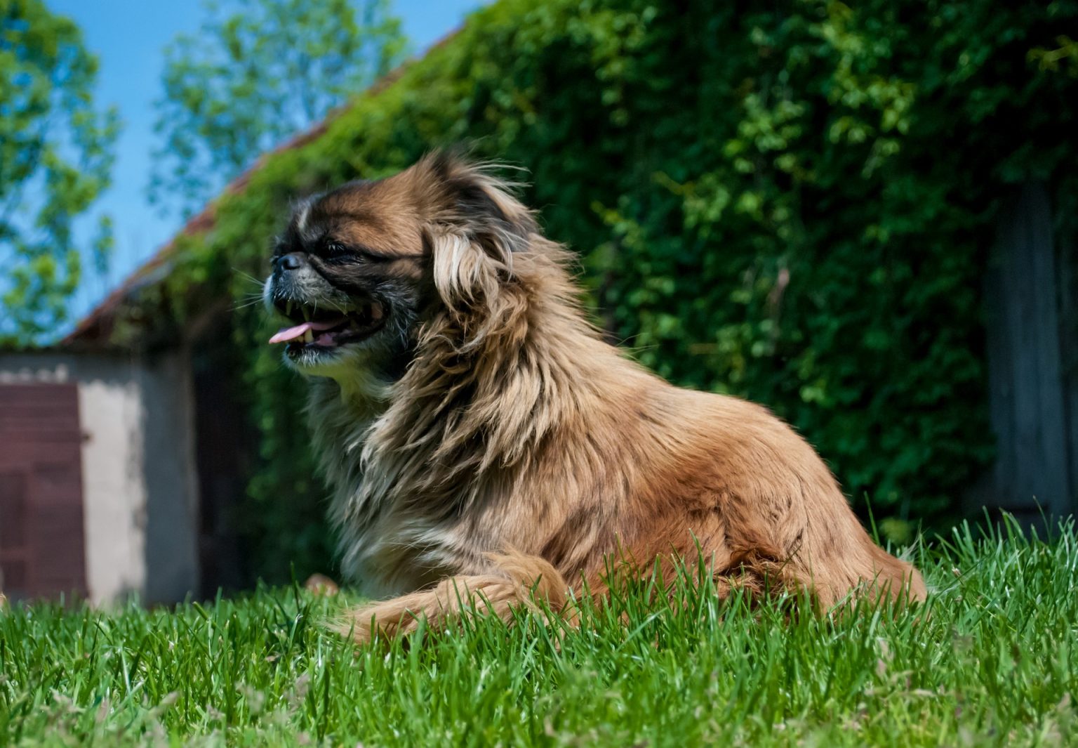 Pekingese Vs Shih Tzu: Choosing Your Chinese Lap Dog