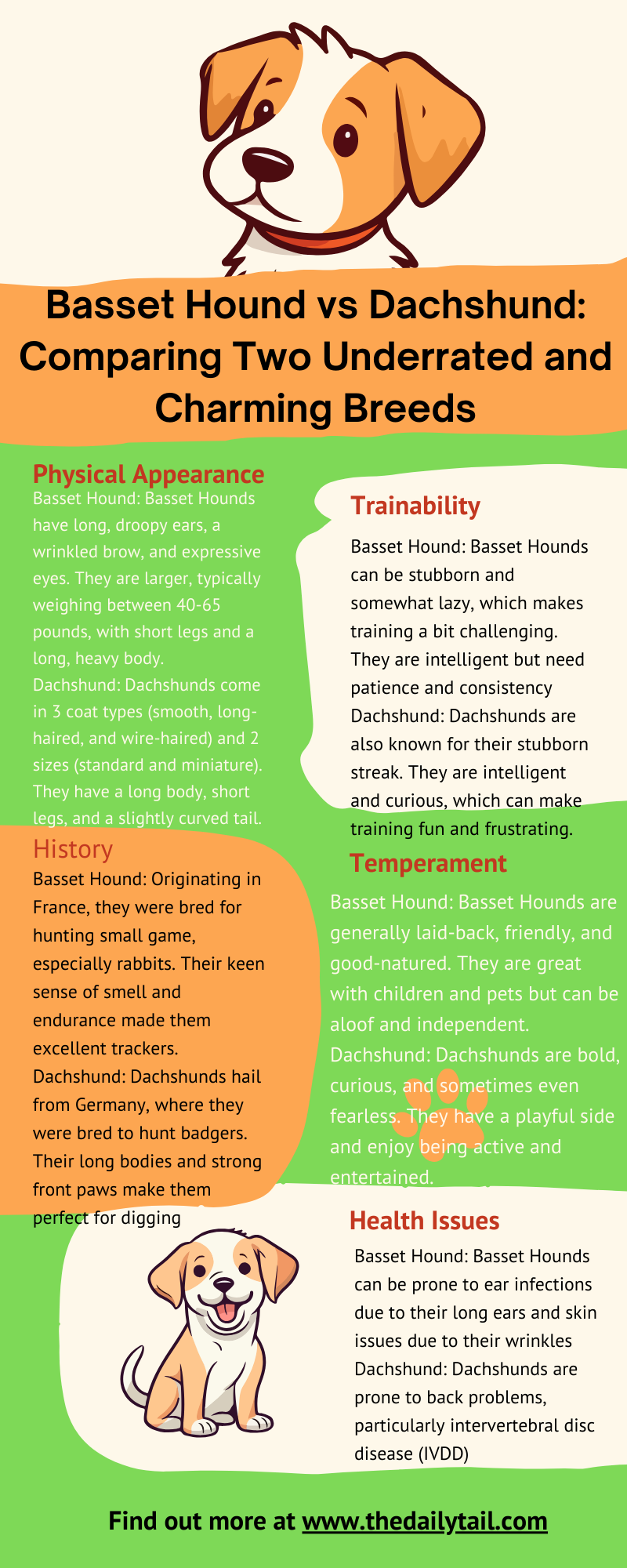 basset hound vs dachshund infographic