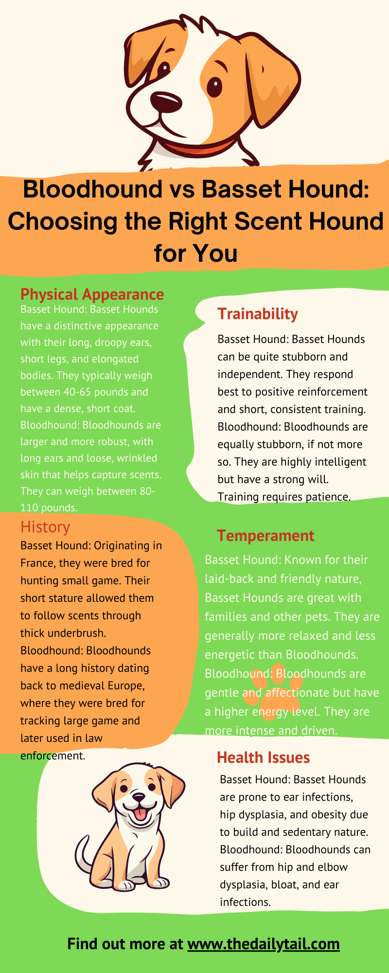 bloodhound vs basset hound infographic