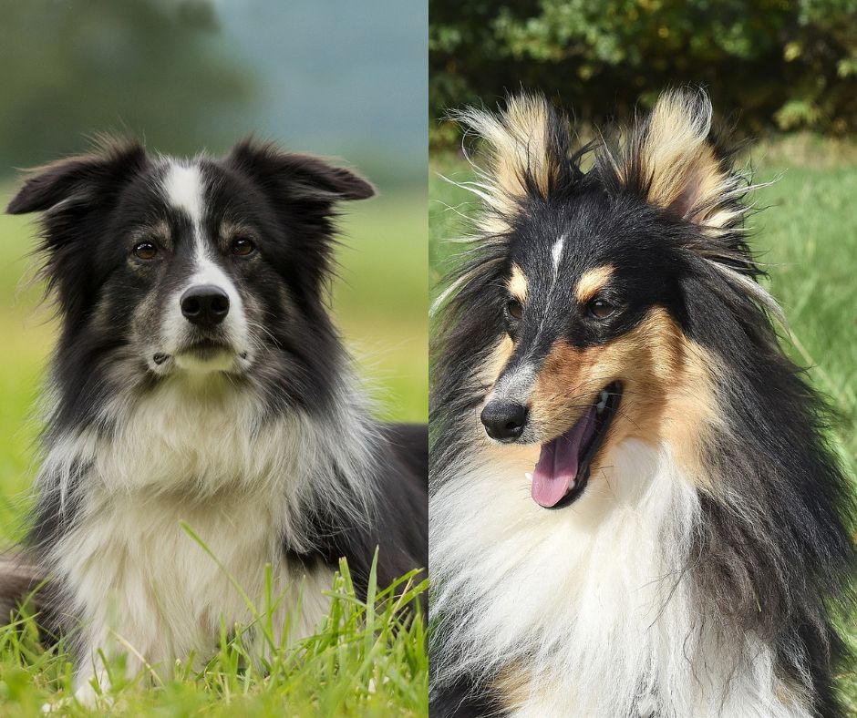 border collie vs shetland sheepdog