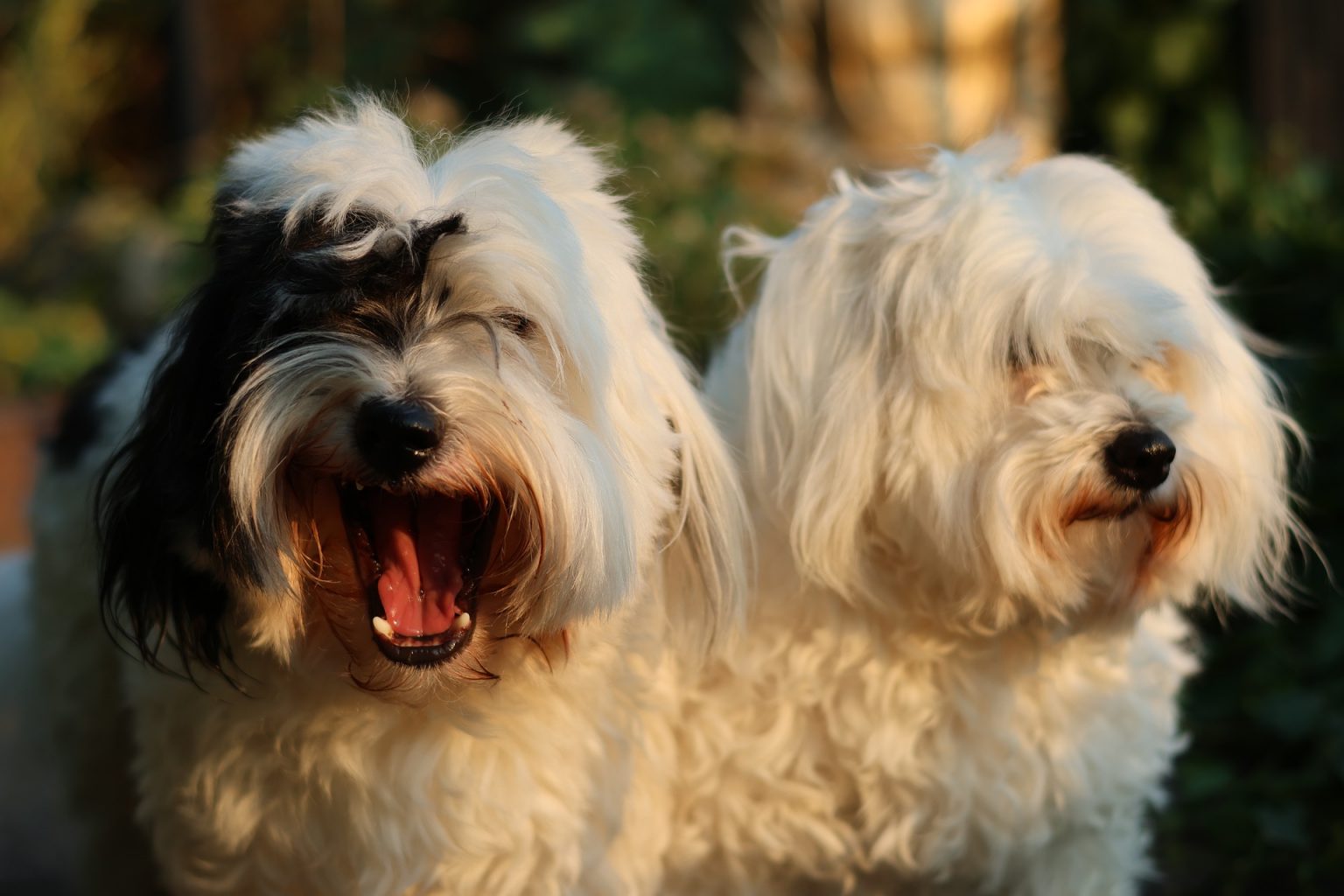 Coton De Tulear Vs Havanese: Choosing Your Fluffy Companion