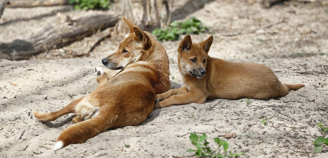 Dingo Vs Shiba Inu: Unraveling The Mysteries Of These Unique Canines