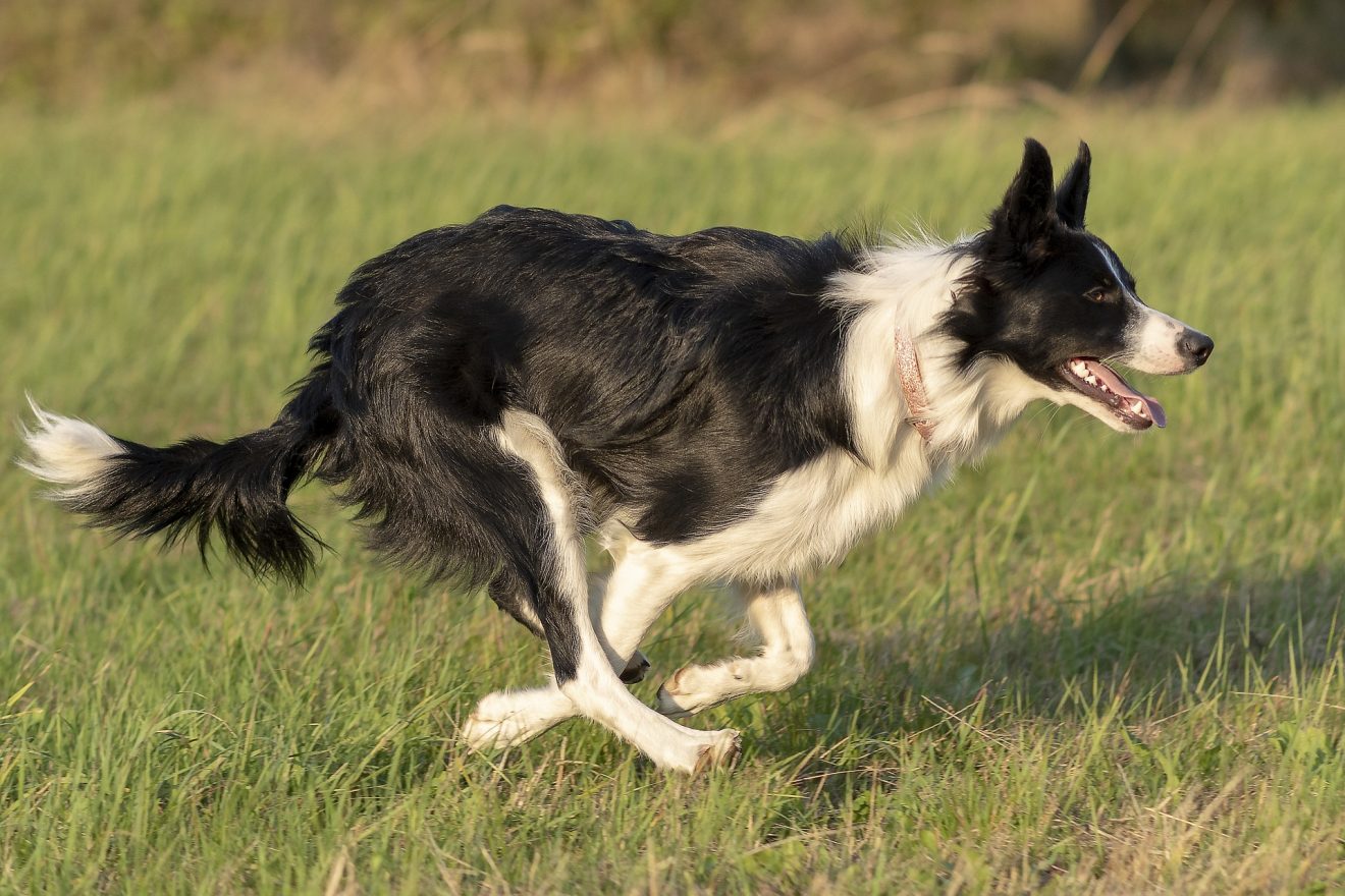 McNab Dog Vs Border Collie: Comparing Two Herding Favorites